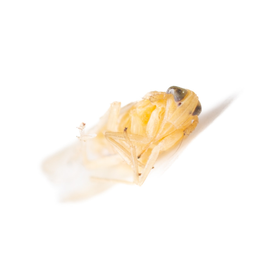 Sogatella kolophon | Insect Vectors of Plant Disease