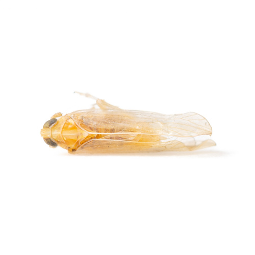 Sogatella kolophon observed 2025-09-21