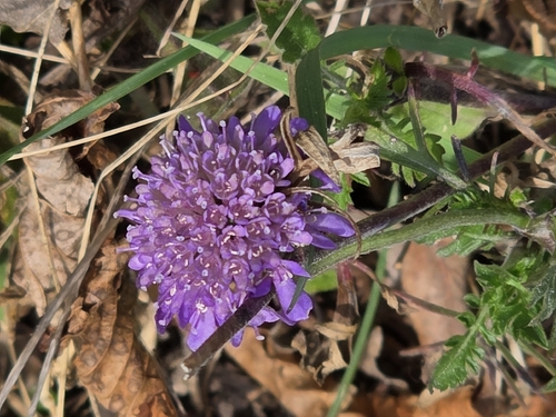 Scabious (Scabiosa triandra)
