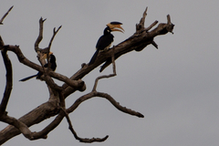 Anthracoceros coronatus