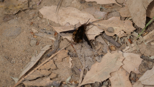 Unknown species found near Atascadero, CA 93422, USA