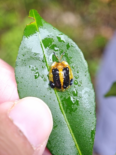 Basiprionota whitei