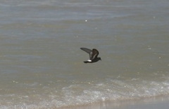 Hydrobates pelagicus