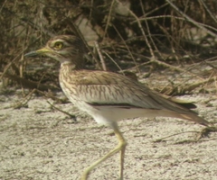 Burhinus senegalensis