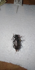 Trichoferus campestris