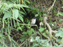 Pycnonotus xanthorrhous