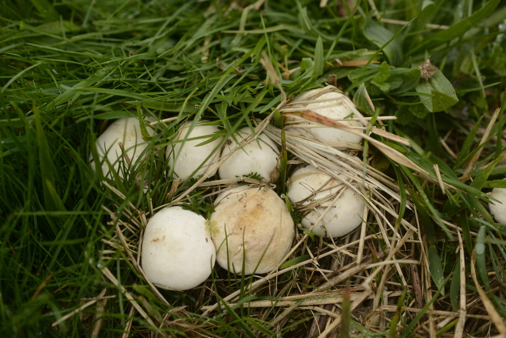 Calocybe gambosa · March 2026 · photo: © cryptomarasmius (iNaturalist, cc-by)