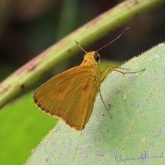 Cupitha purreea