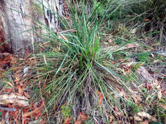 Lomandra multiflora dura
