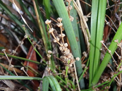 Lomandra multiflora dura