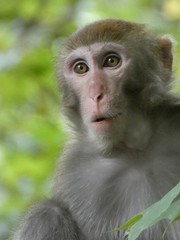 Macaca mulatta