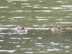 Tachybaptus ruficollis