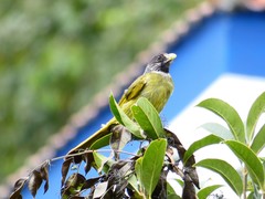 Spizixos semitorques