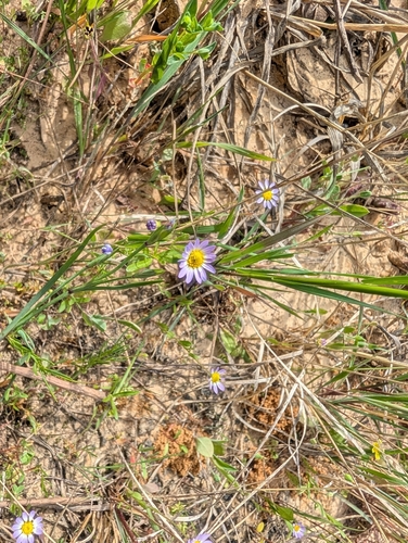 Astranthium ciliatum, photograph 6
