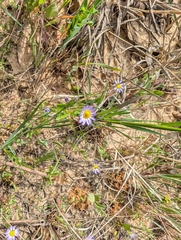 Astranthium ciliatum, photograph (c) wishazel, some rights reserved (CC BY-SA)