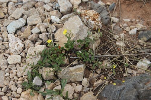 Willow-leaved Rock-rose (Helianthemum salicifolium)