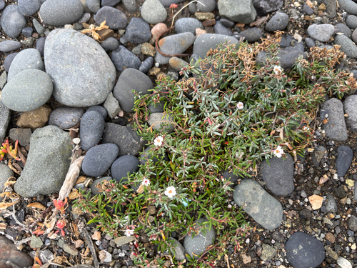 Frankenia ericifolia (Frankenia ericifolia)