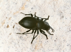 Tentyria rotundata