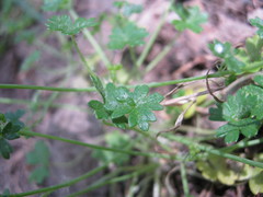 Hydrocotyle foveolata