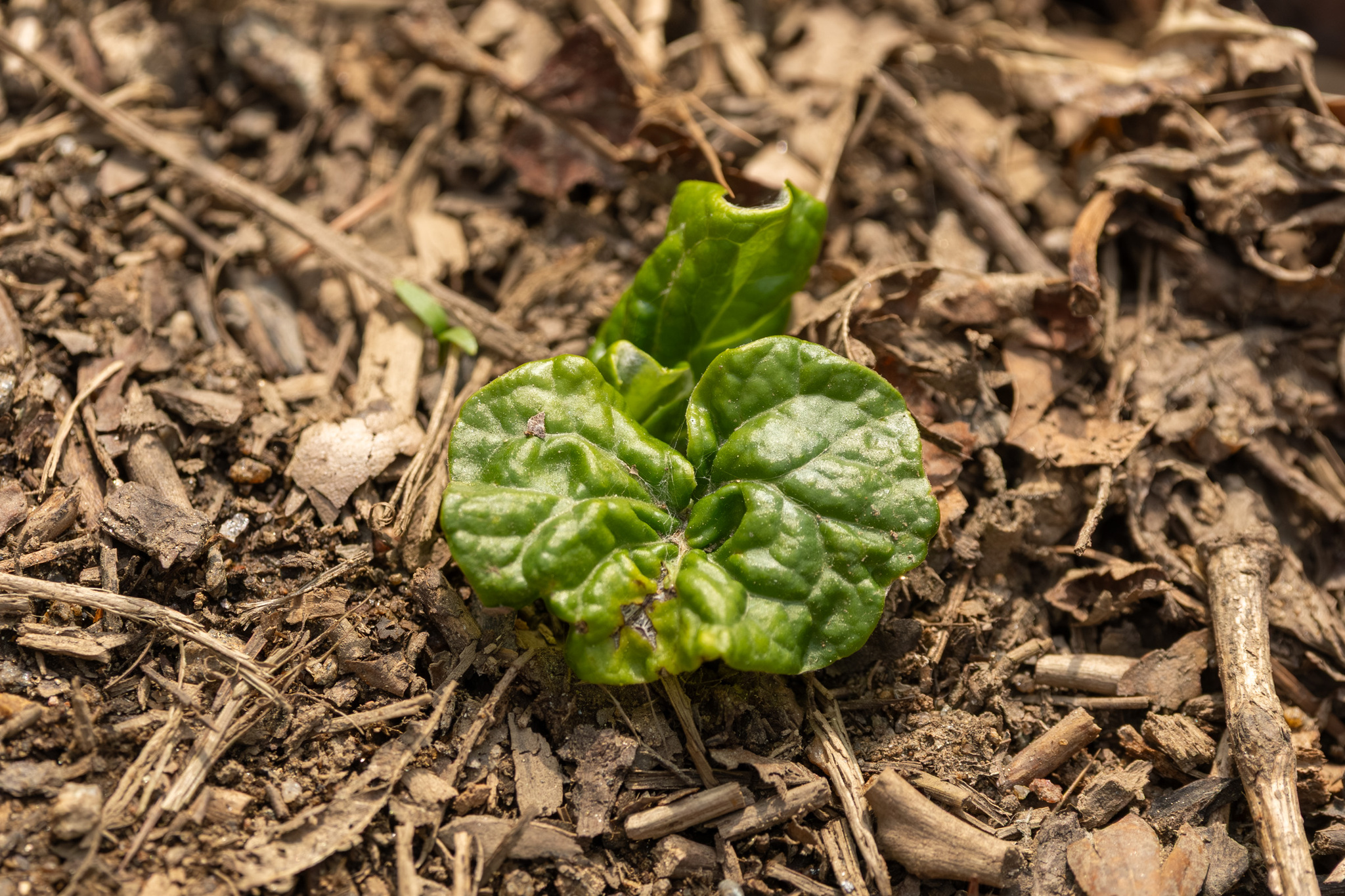 Imagem de Adenocaulon himalaicum
