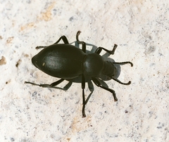 Tentyria rotundata