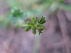 Hydrocotyle foveolata