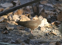 Ptilopachus petrosus