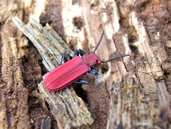 Cucujus cinnaberinus