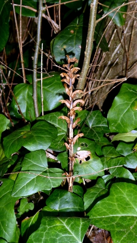 Ivy Broomrape (Orobanche hederae)