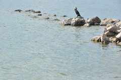 Phalacrocorax carbo