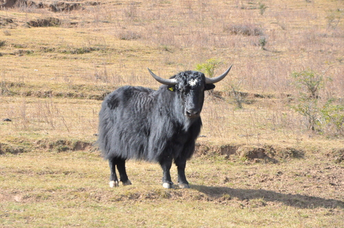 Domestic Yak
