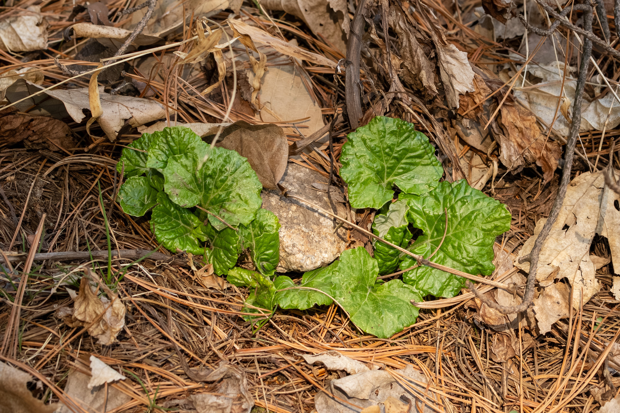 Imagem de Adenocaulon himalaicum
