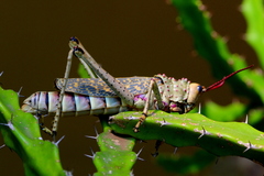 Phymateus baccatus