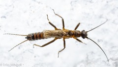 Allocapnia pygmaea
