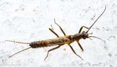 Allocapnia pygmaea
