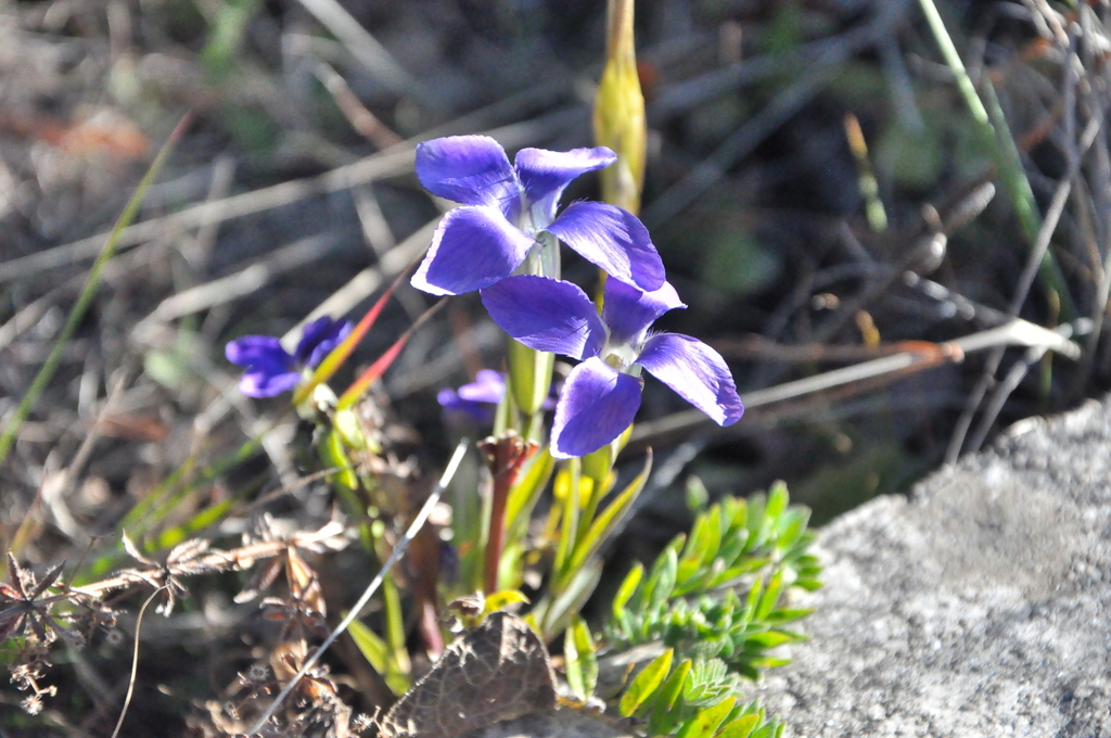 Gentianopsis grandis