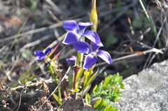 Gentianopsis grandis
