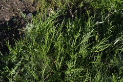 Eryngium pendletonense