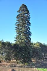 Picea asperata