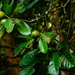 Atractocarpus fitzalanii fitzalanii - Photo (c) Aaron Bean, algunos derechos reservados (CC BY-NC), subido por Aaron Bean
