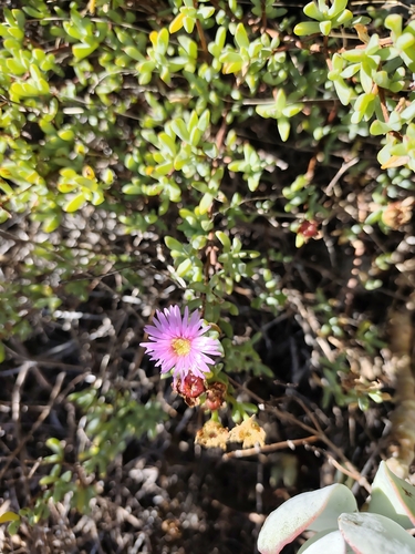 Sickleleaf Dewplant (Lampranthus falciformis)