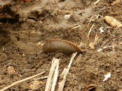 Tandonia sowerbyi