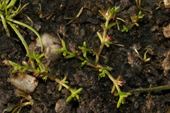 Crassula aquatica