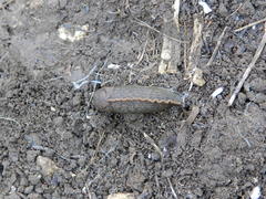 Tandonia sowerbyi
