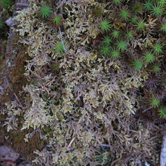 Brotherella recurvans