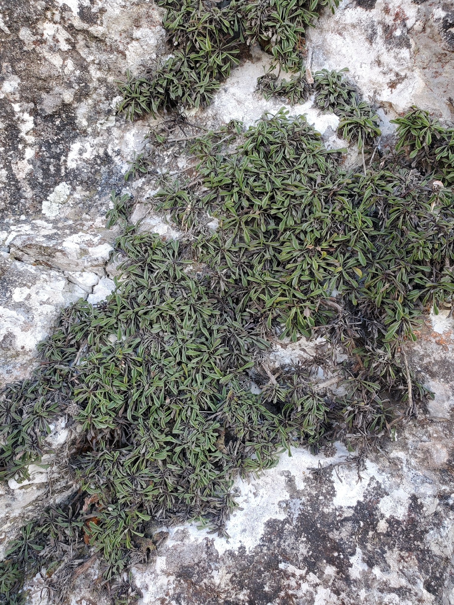 Globularia rastrera