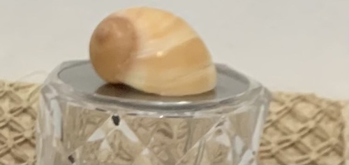 Polinices hepaticus observed 2026-03-23