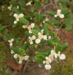 Spyridium thymifolium