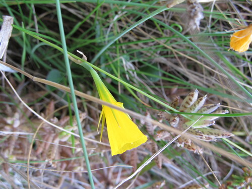 Narcissus bulbocodium