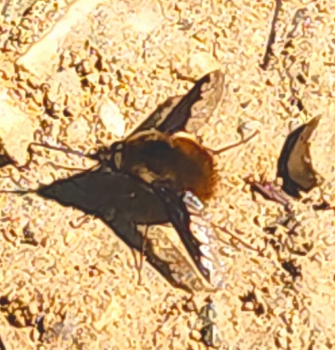 Unknown species found near Graham County, NC, USA